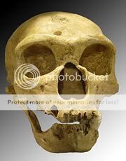 180px-homo_sapiens_neanderthalensis-2168290