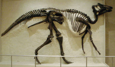 800px-rom-hadrosaurskeleton-3283872