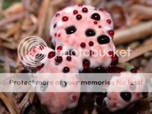 hydnellum_peckii-7310242