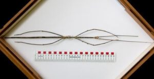 phobaeticus_chani-9686202