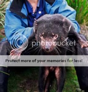 20070627_devil-3563470