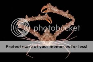 9_santocrabs_461-4322815