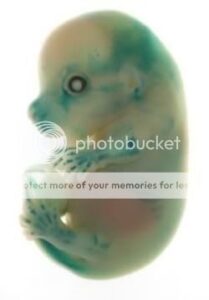 tilacino_embrion-7246721