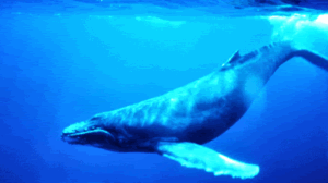 humpback_whale_underwater_shot-9986441