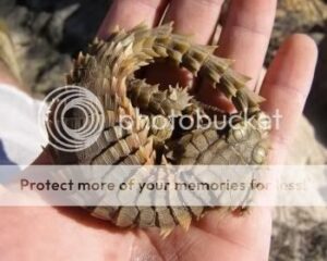 lagarto_armadillo_02-5377949