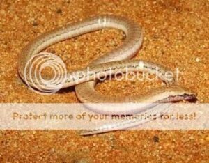 lagarto_el_cerrado-7476966