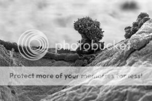 nano-landscapes_thumb-9448221