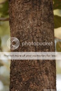 lagarto_arbol_2-3959285