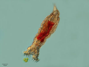 3276437535_1b8a9645b4-1601965