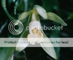 vanilla_planifolia_1-3568411