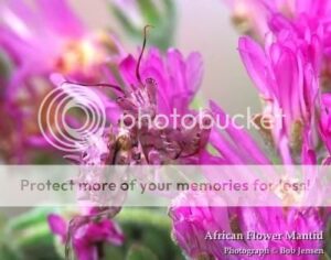 mantis_small-5357214