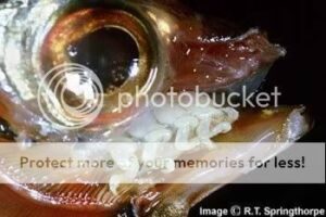 cymothoa_exigua_2-7436520