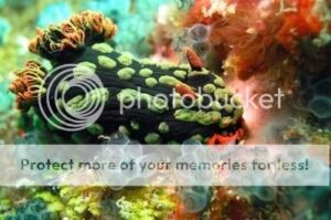 nudibranchia02-8691459