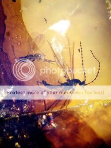 1216909062_0-5169036