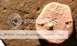 eoandromeda_octobrachiata-2778400