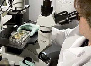 celulas-madre-270-4480136