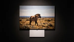 Mare Magnum | Un montaje fotográfico gana una mención en el concurso de National Geographic