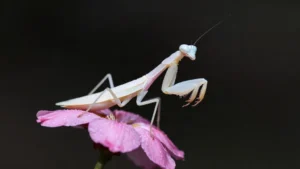 Mare Magnum | Mantis Flor Africana