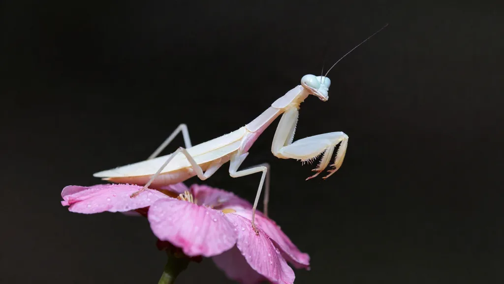 Mare Magnum | Mantis Flor Africana