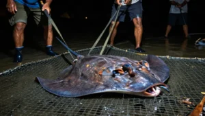 Mare Magnum | Nuevo record: capturan una raya gigante de casi 350 kg