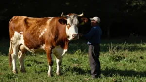 Mare Magnum | La vaca de dos metros de altura