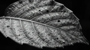 Mare Magnum | Zoom de un microscopio electrónico sobre la hoja de una planta