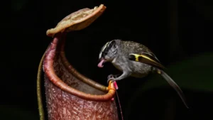 Mare Magnum | Nepenthes lowii: la increible planta-retrete de Borneo