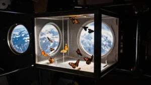 Mare Magnum | Nacen las primeras mariposas espaciales en la ISS