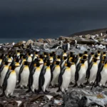 Sigue el directo la llegada de los pingüinos a la Patagonia