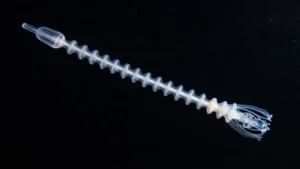 Sifonóforos, colonias de cnidarios con funciones repartidas