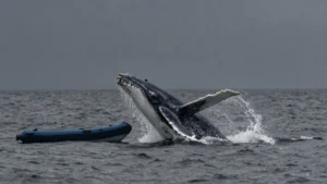 Mare Magnum | Vota para poner nombre a las ballenas de Greenpeace